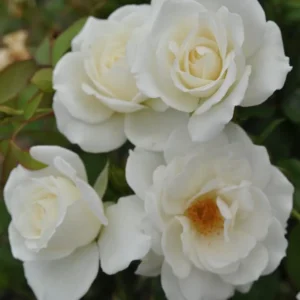 Iceberg Climber Climbing Rose 5lt