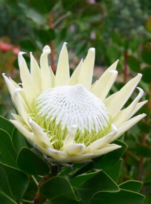King-White.jpg King White Protea 17cm Pot
