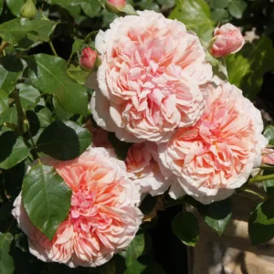 Knysna.webp Rose Knysna 5lt