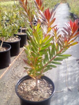 LCD-Safari-Sunset.jpg Leucadendron Safari Sunset 15cm Pot
