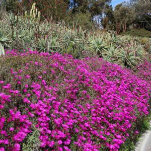 Lampranthus-Cedarbergensis-6-Pack.jpg Lampranthus Cedarbergensis 6 Pack