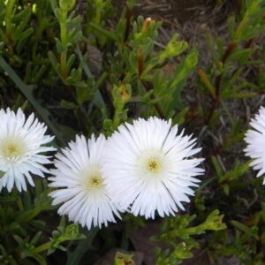 Lampranthus-Reptans-White-6-Pack-1.jpg Lampranthus Reptans White 6 Pack
