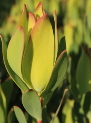 Leucadendron-Ayoba®-African-Glow-15cm-Pot.webp Leucadendron Ayoba® African Glow 15cm Pot