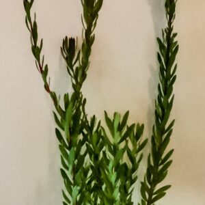 Leucadendrons-harvest-girl-2-1-of-1.jpg Leucadendron Harvest Girl 17cm