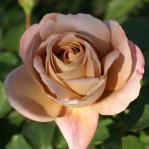 Liewe-Heksie.webp Rose Liewe Heksie 5lt