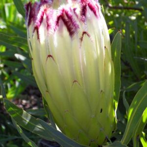 Limelight.jpg Protea 'Limelight' 15cm Pot