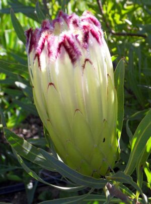Limelight.jpg Protea 'Limelight' 15cm Pot