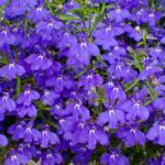 Lobelia Assorted 6 pack