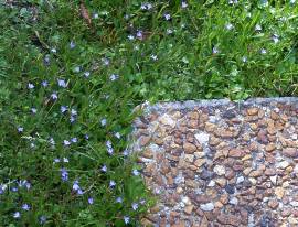 Lobelia-Anceps-6-Pack.jpg Lobelia Anceps 6 Pack