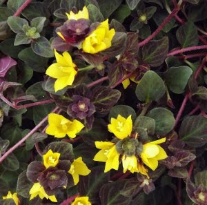 Lysimachia-Midnight-Sun-6-Pack.jpg Lysimachia Midnight Sun 6 Pack
