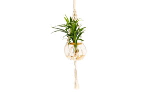 Macrame Hanger with 15cm Fishbowl and Areca Bamboo