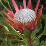 Madiba Protea 17.5cm Madiba Protea 17.5cm