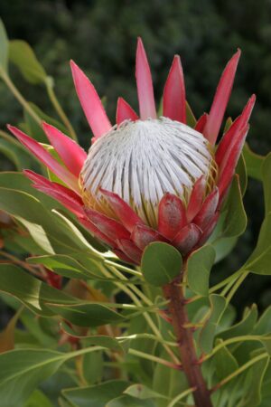 Madiba Protea 17.5cm Madiba Protea 17.5cm