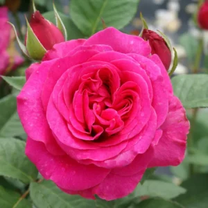 Magaliesburg.webp Rose Magaliesburg 5lt