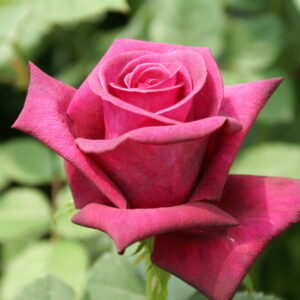 Majestic-Burgundy.jpg Majestic Burgundy Hybrid Tea Rose 5lt