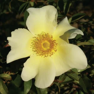 Mermaid.webp Mermaid Climbing Rose 5lt