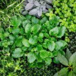 Herbs for sale at clicknplant nursery