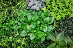 Herbs for sale at clicknplant nursery