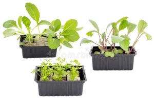 Mixed-Veg.jpg Mixed Veg 6 Pack Tray