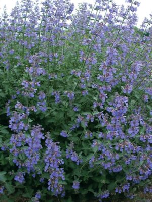 Nepeta Six Hills Giant 6 Pack