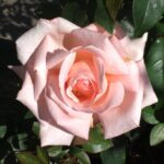 New Zealand Rose STD 90cm
