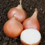 Onions - Texas Grano 200 Plug Tray