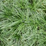 Ophiopogon Japonica 4lt Ophiopogon Japonica 4lt