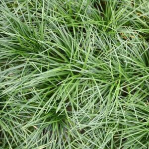 Ophiopogon Japonica 4lt