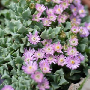 Oscullaria-Deltoides-6-Pack.jpg Oscullaria Deltoides 6 Pack