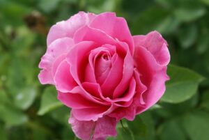 Our-Anniversary.jpg Our Anniversary Hybrid Tea Rose 5lt