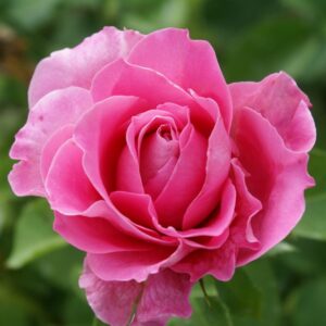 Our-Anniversary.jpg Our Anniversary Hybrid Tea Rose 5lt