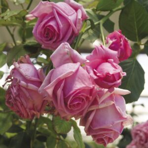 Pink-Curtain.jpeg Pink Curtain Climbing Rose 5lt