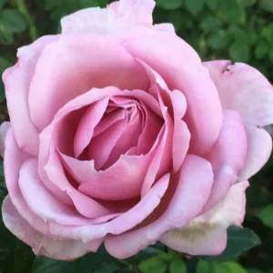 Pink-Purple.webp Rose Pink Purple 5lt