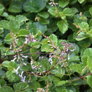 Plectranthus-Verticillatus-6-Pack-1.jpg Plectranthus Verticillatus 6 Pack