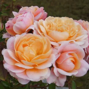 Pooh-Bear.webp Rose Pooh Bear 5lt