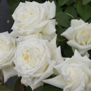 Pope-John-Paul-II.jpg Pope John Paul II Hybrid Tea Rose 5lt