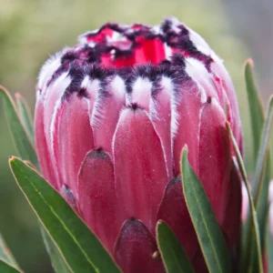 Protea-Australis-TM-Ruby.webp Protea 'Australus TM Ruby' 15cm Pot