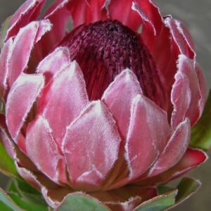 Protea-Cardinal-15cm-Pot.jpg Protea Cardinal 15cm Pot
