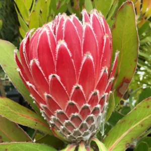 Protea Empress 15cm Pot Protea Empress 15cm Pot
