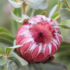 Protea Frosted Fire 15cm Pot Protea Frosted Fire 15cm Pot