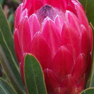 Protea-Red-Ice.jpg Red Ice Protea 15cm Pot