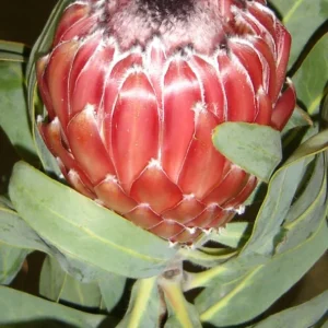 Protea-Sheila-15cm-Pot.webp Protea Sheila 15cm Pot