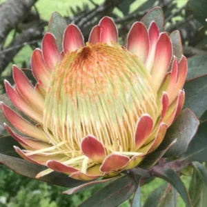 Protea-White-Ruby-15cm-Pot.webp Protea White Ruby 15cm Pot