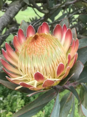 Protea White Ruby 15cm Pot