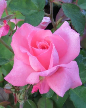 Queen-Elizabeth.webp Queen Elizabeth Hybrid Tea Rose 5lt