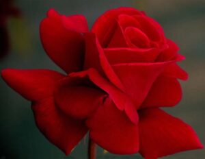 Red-‘n-Fragrant.jpg Red ‘n Fragrant Hybrid Tea Rose 5lt