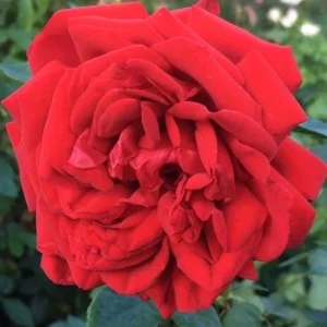Rose-Archbishop-Desmond-Tutu-5lt.webp Rose Archbishop Desmond Tutu 5lt