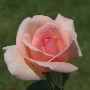 Rose-Celeste.webp Rose Celeste Climbing Rose 5lt