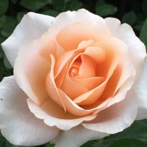 Rose-Clocolan.jpg Rose Clocolan 5lt