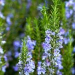 Rosemary Tuscan Blue 4 Pack Tray